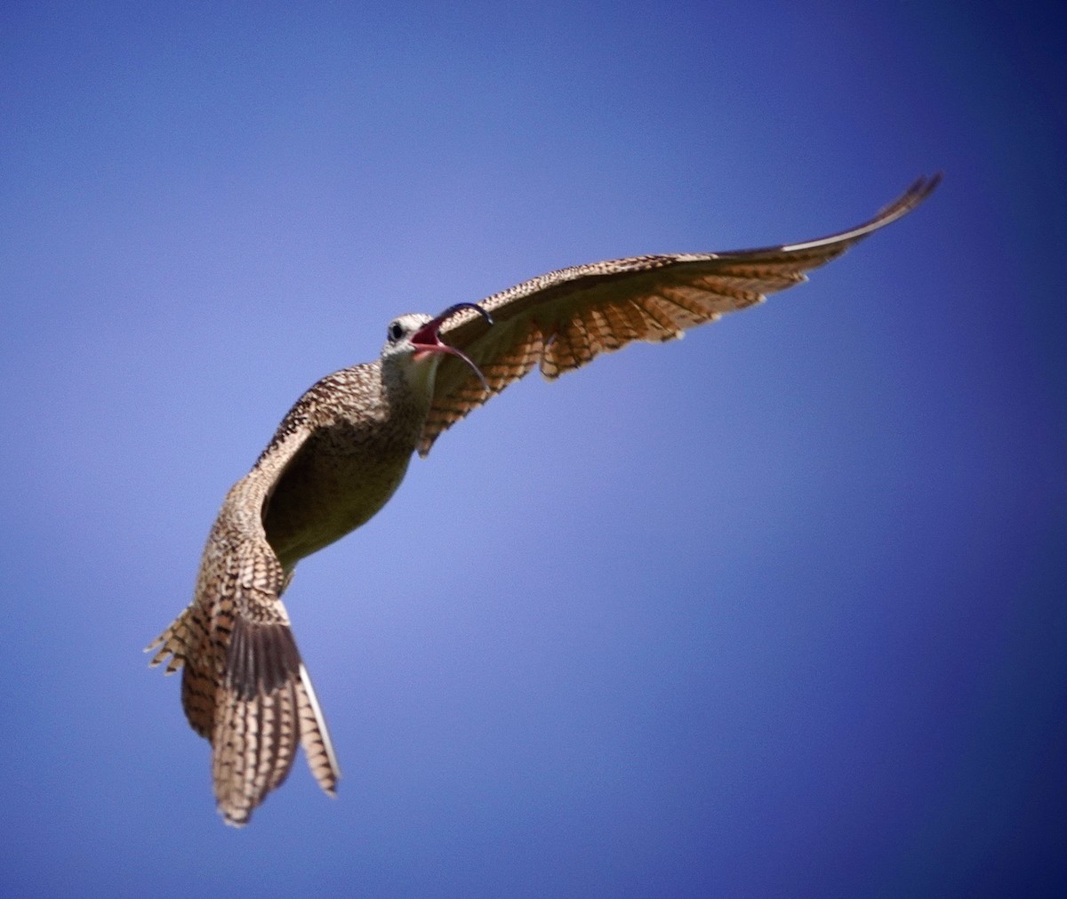 Long-billed Curlew - ML620649118