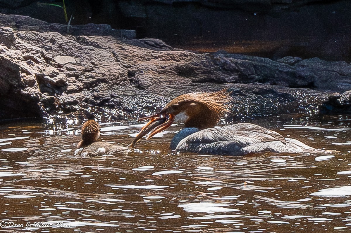 Common Merganser - ML620649122