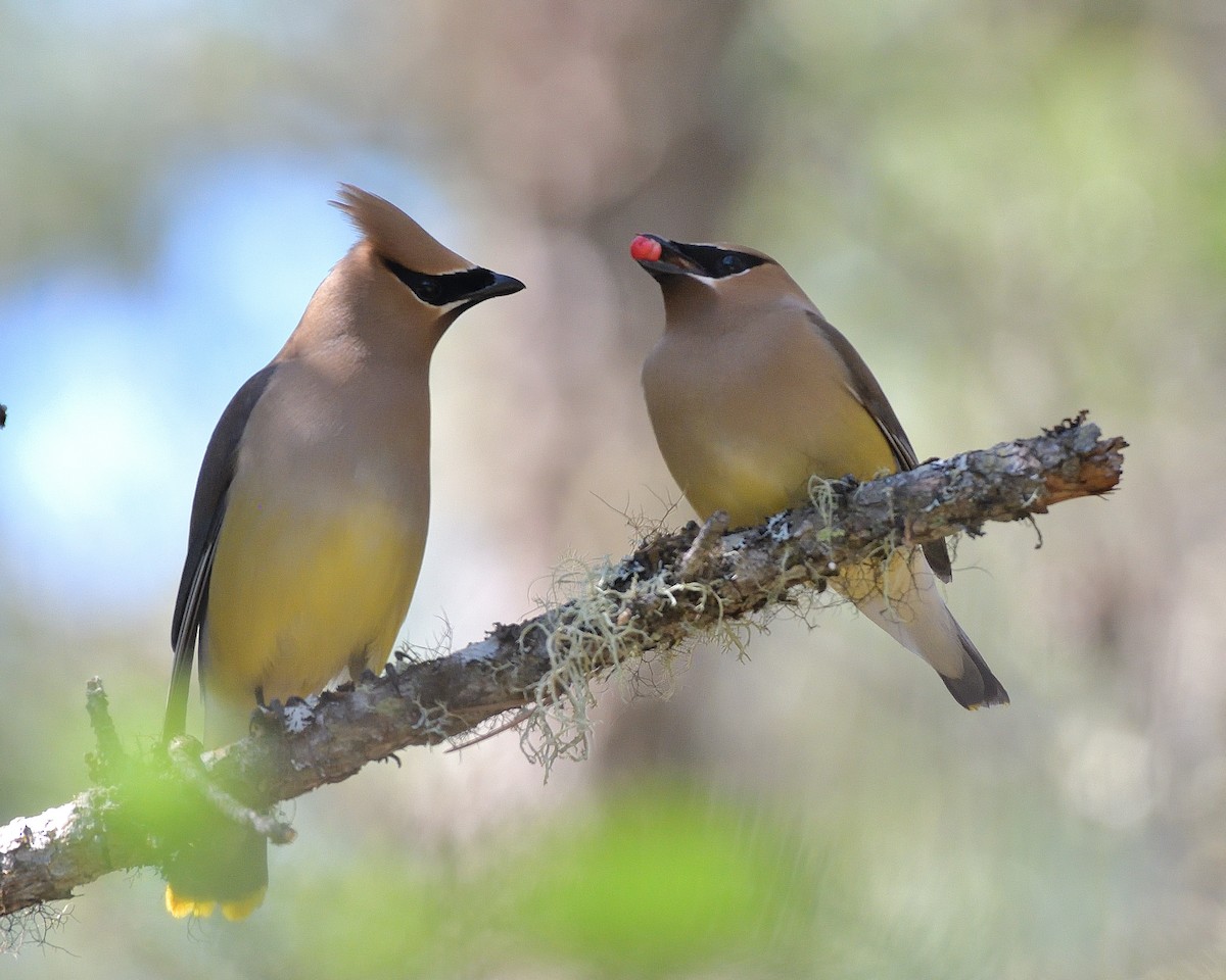 Cedar Waxwing - ML620649128