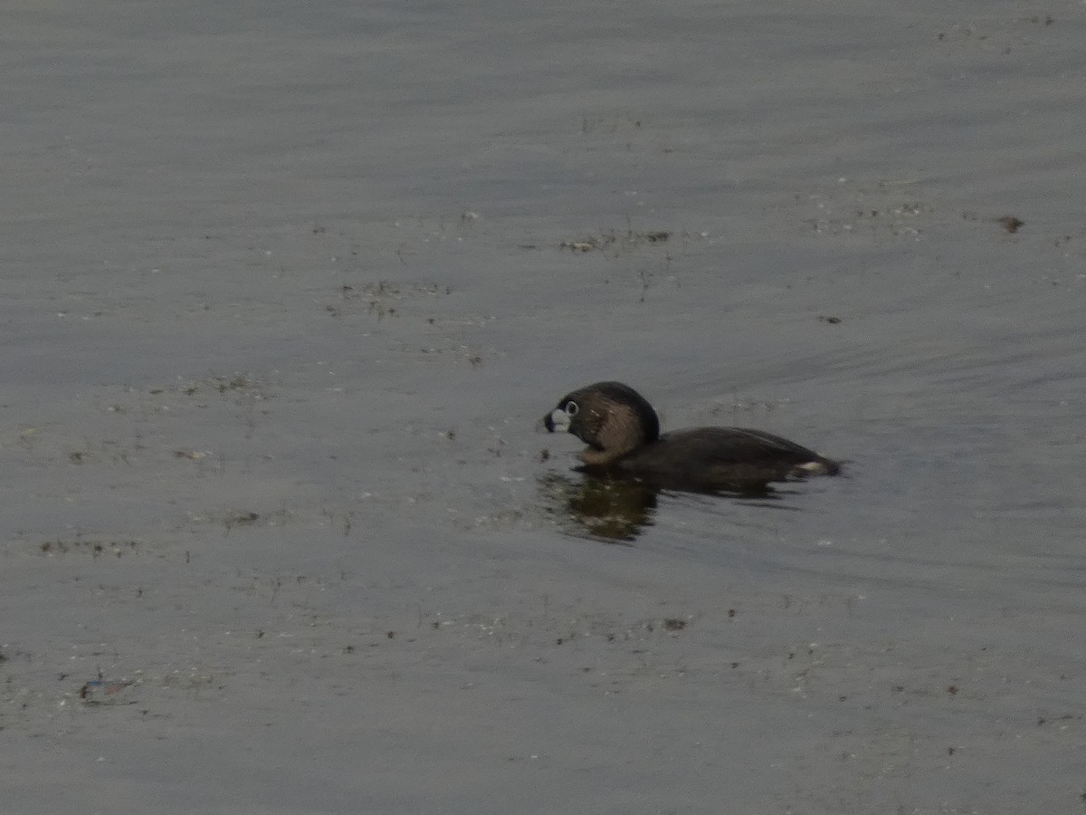 Pied-billed Grebe - ML620649130