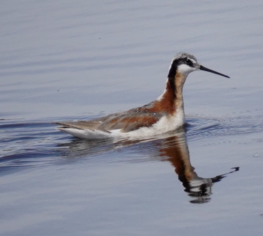 Wilson's Phalarope - ML620649132