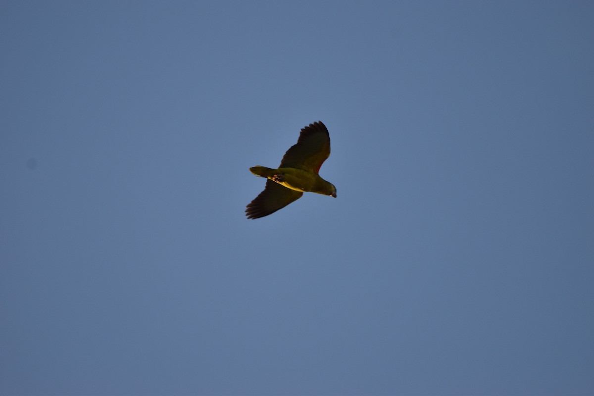 Turquoise-fronted Parrot - ML620649135