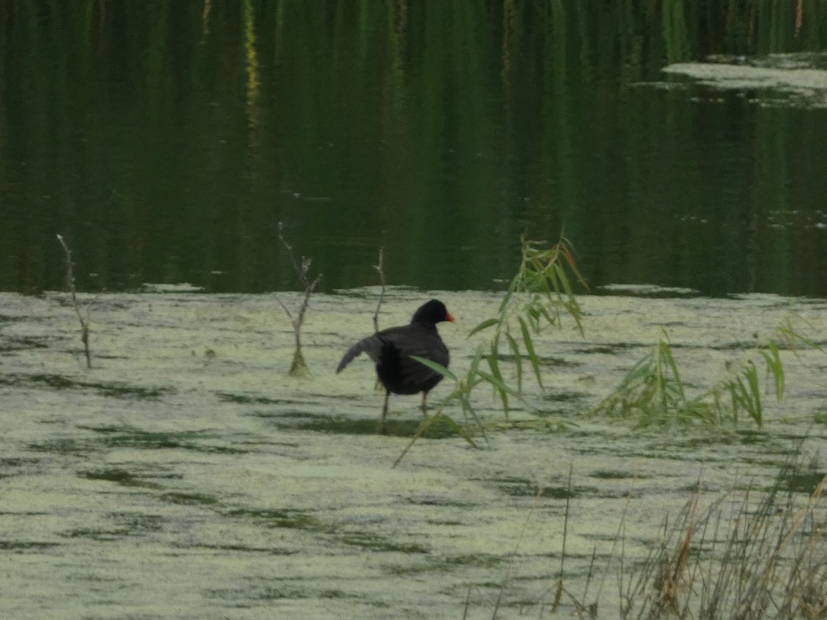 Gallinule d'Amérique - ML620649136