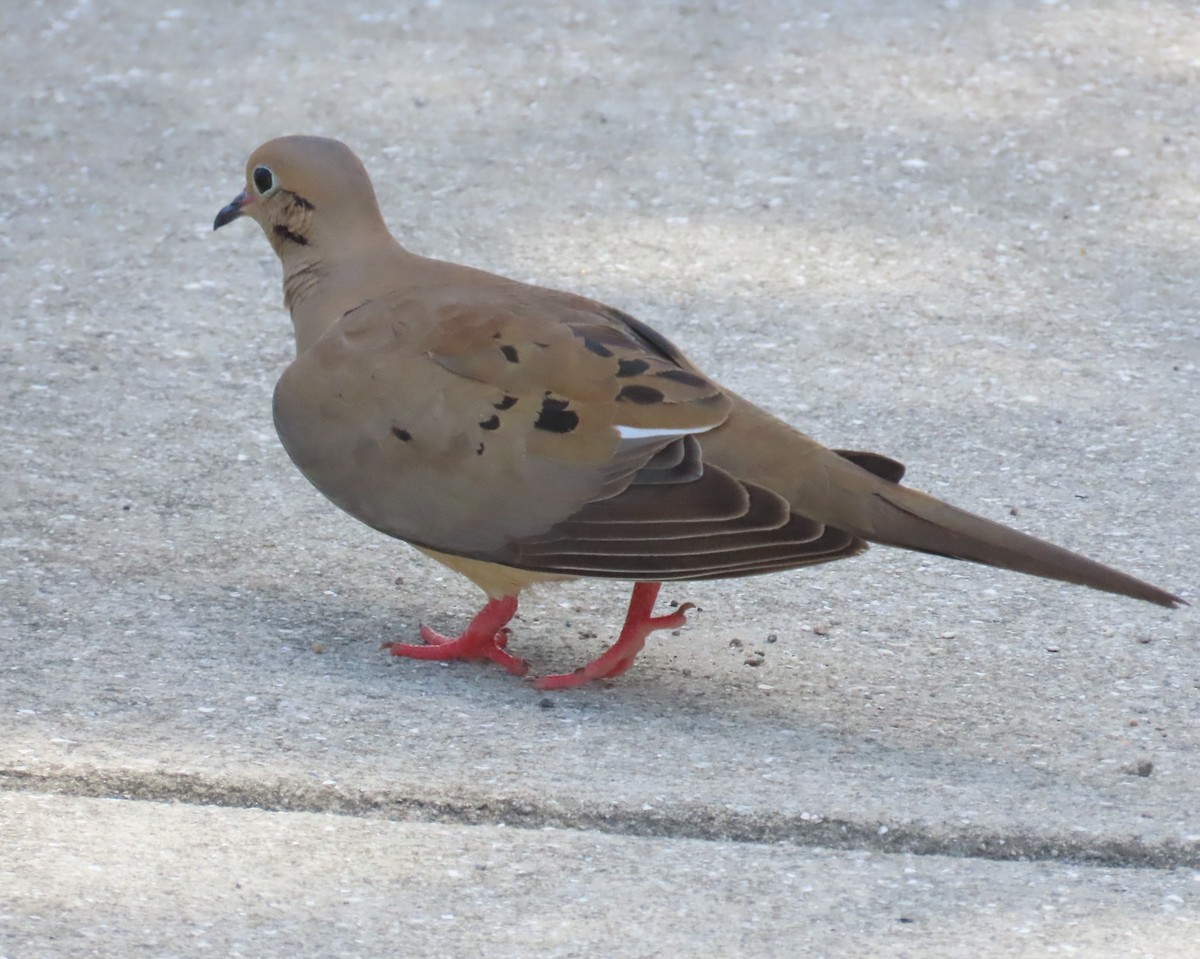 Mourning Dove - ML620649137