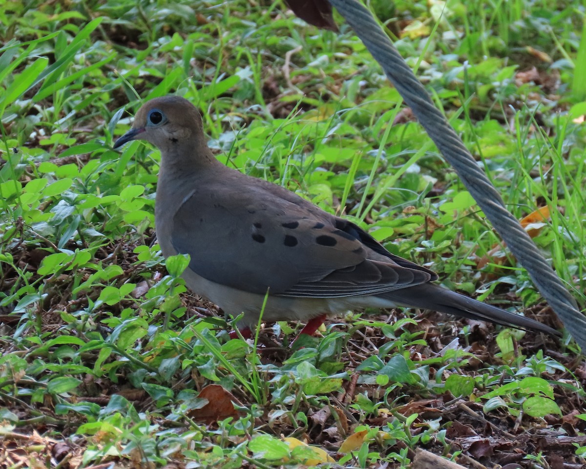 Mourning Dove - ML620649138