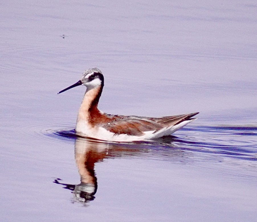 Falaropo Tricolor - ML620649139