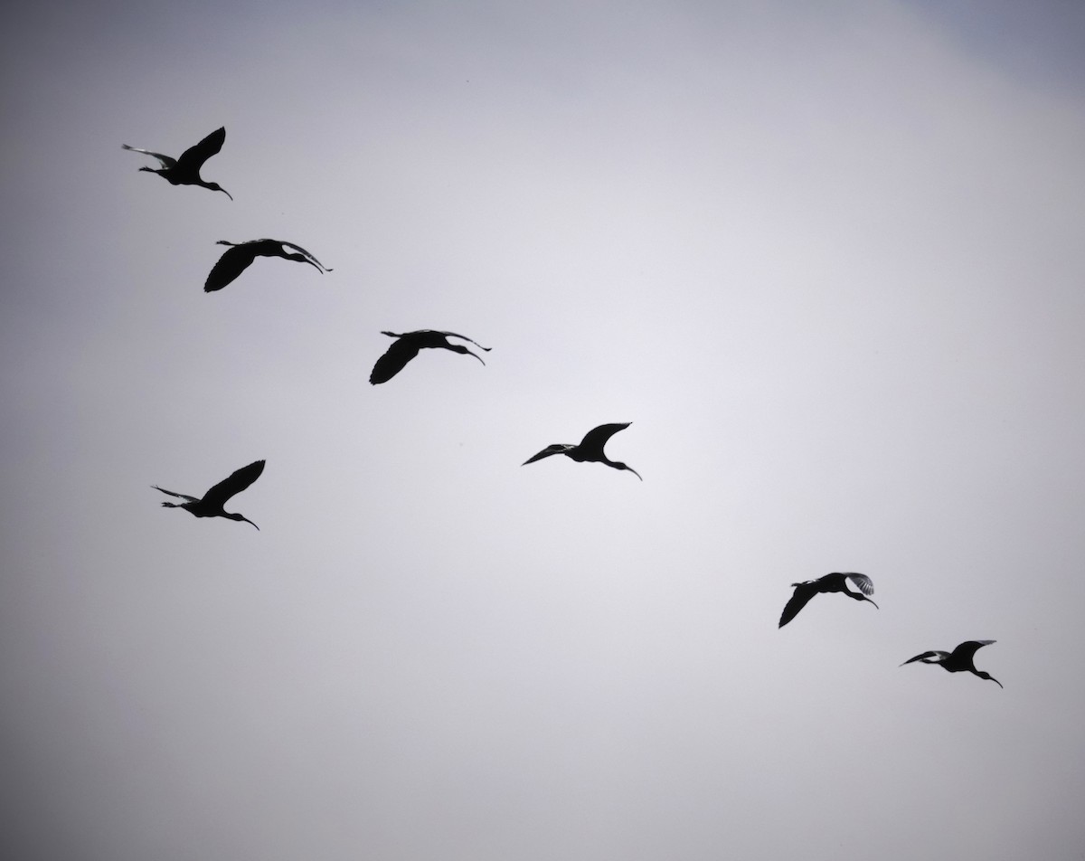 White-faced Ibis - ML620649141