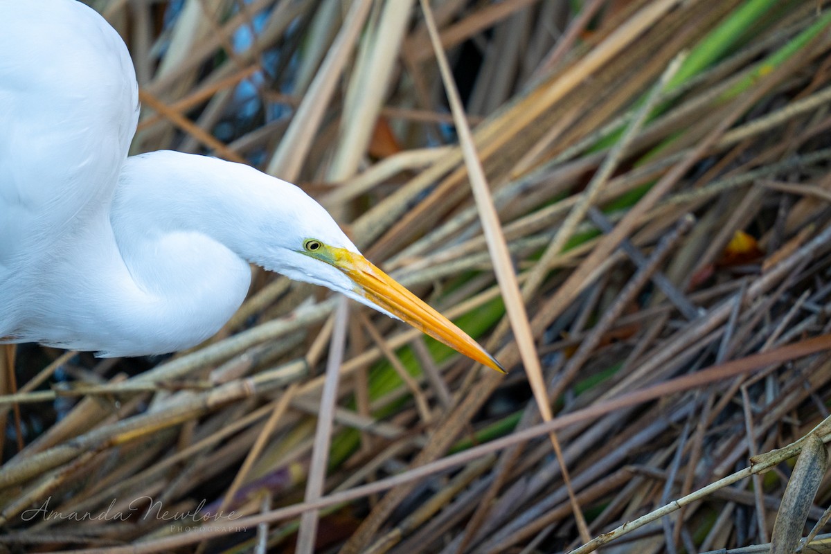 Great Egret - ML620649142