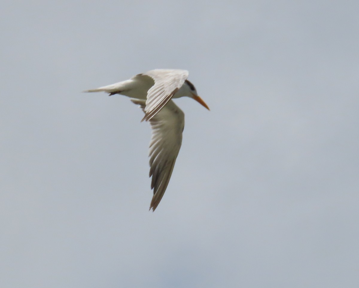 Royal Tern - ML620649143