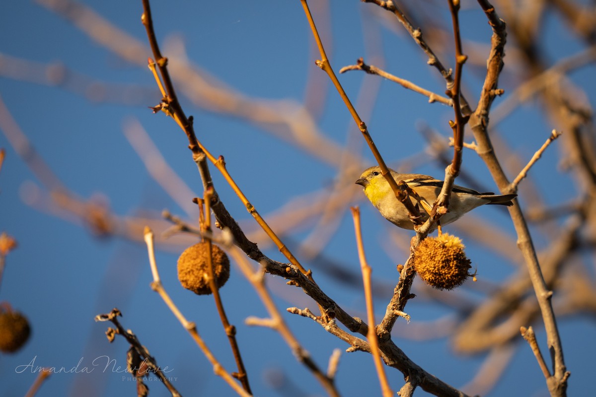 American Goldfinch - ML620649145