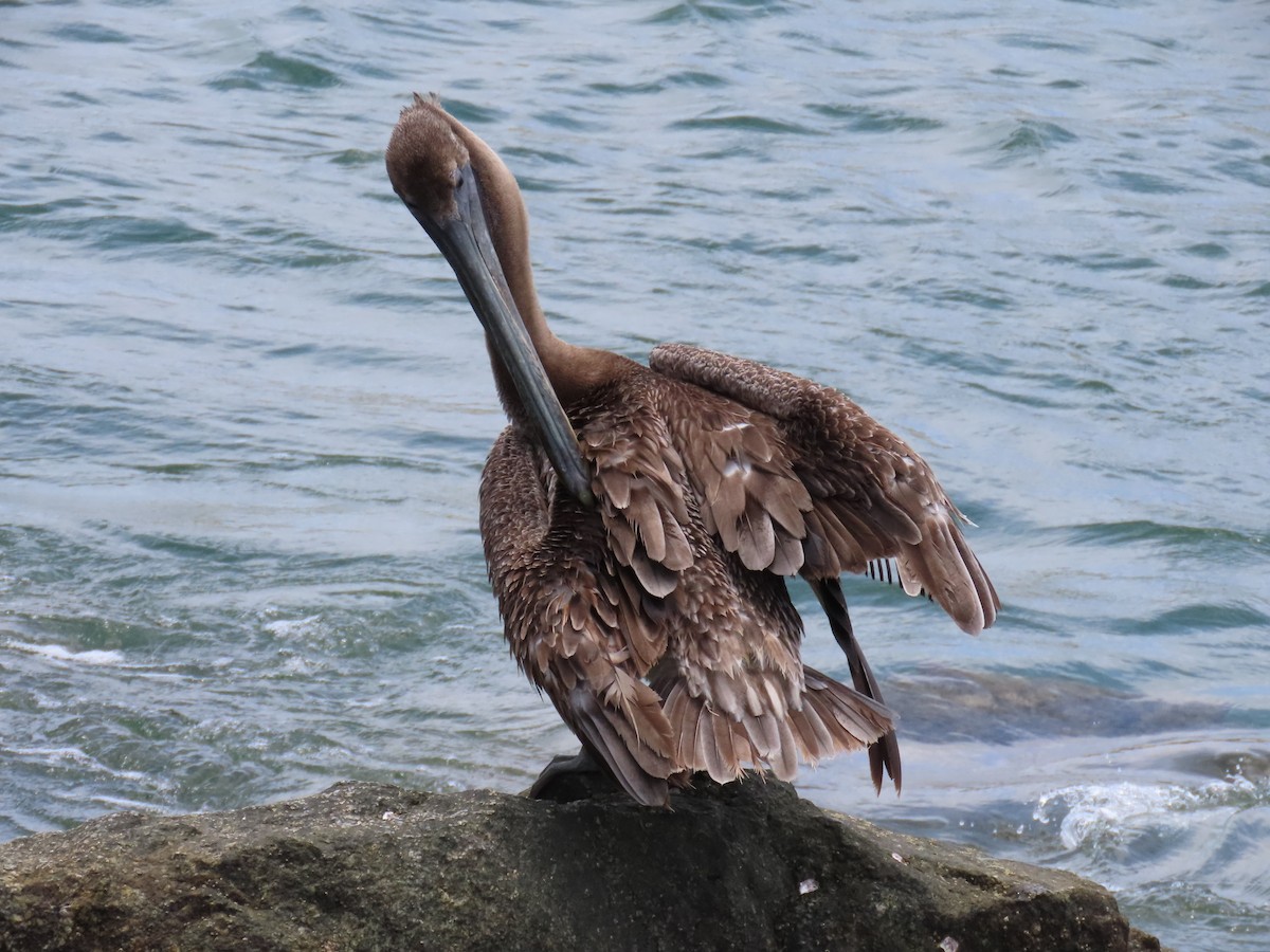 Brown Pelican - ML620649146