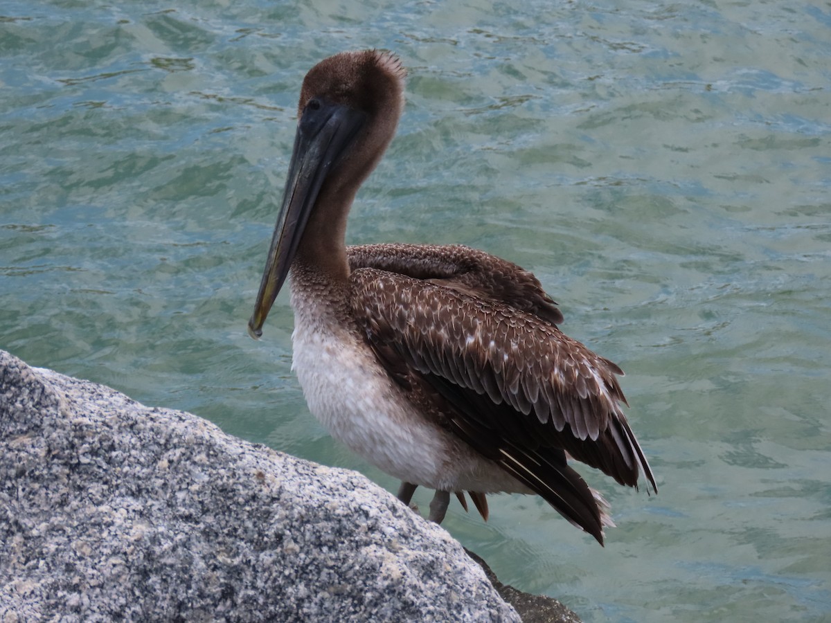 Brown Pelican - ML620649147