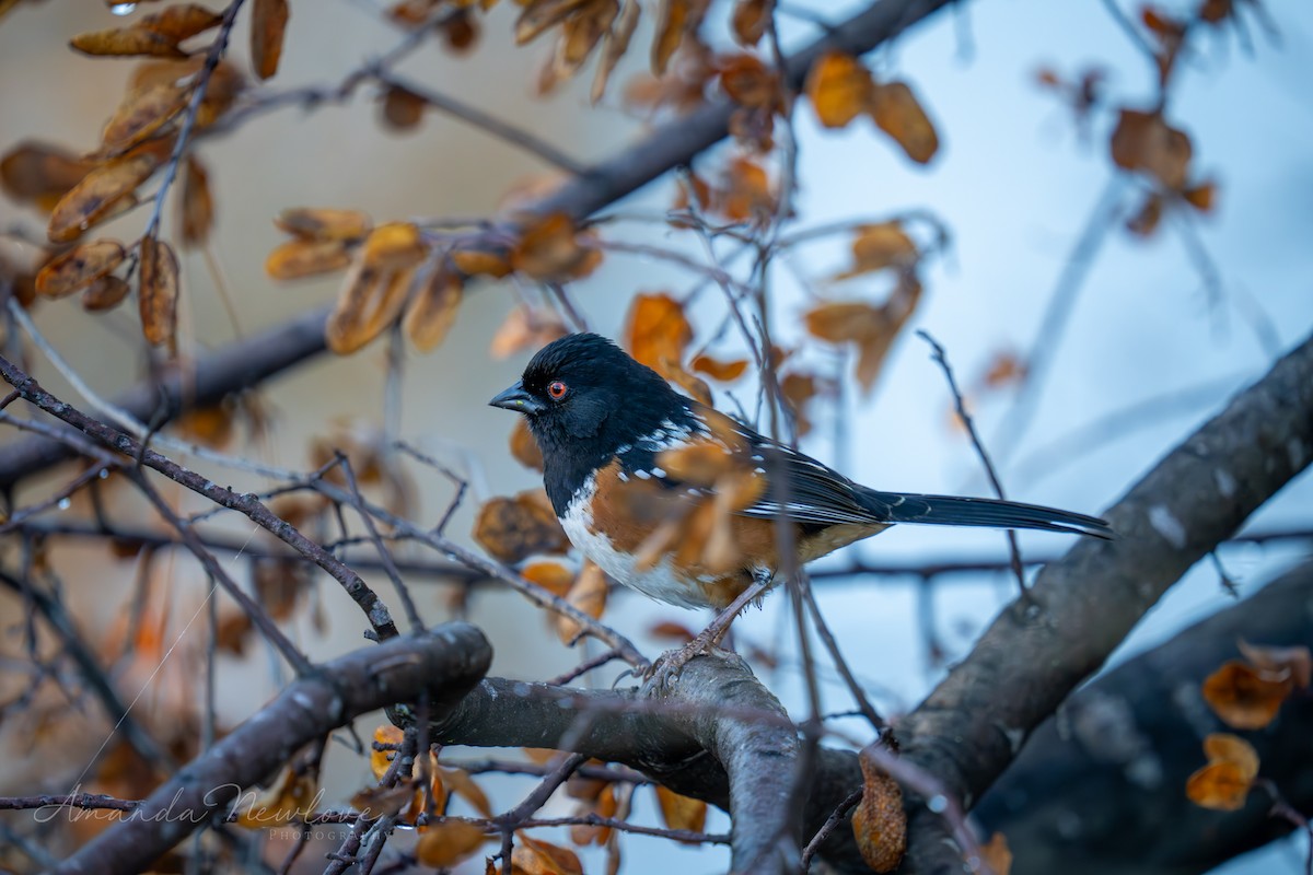 Spotted Towhee - ML620649148