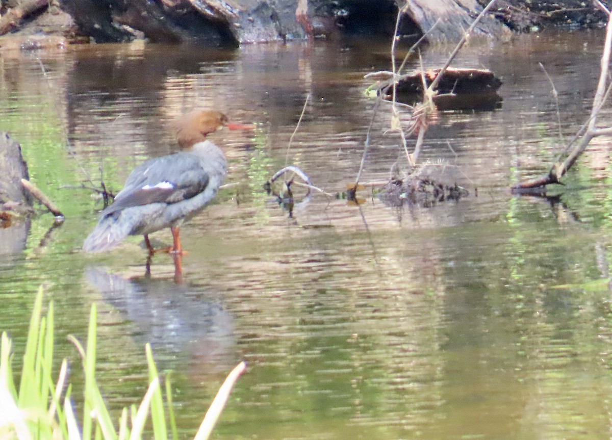 Common Merganser - ML620649150