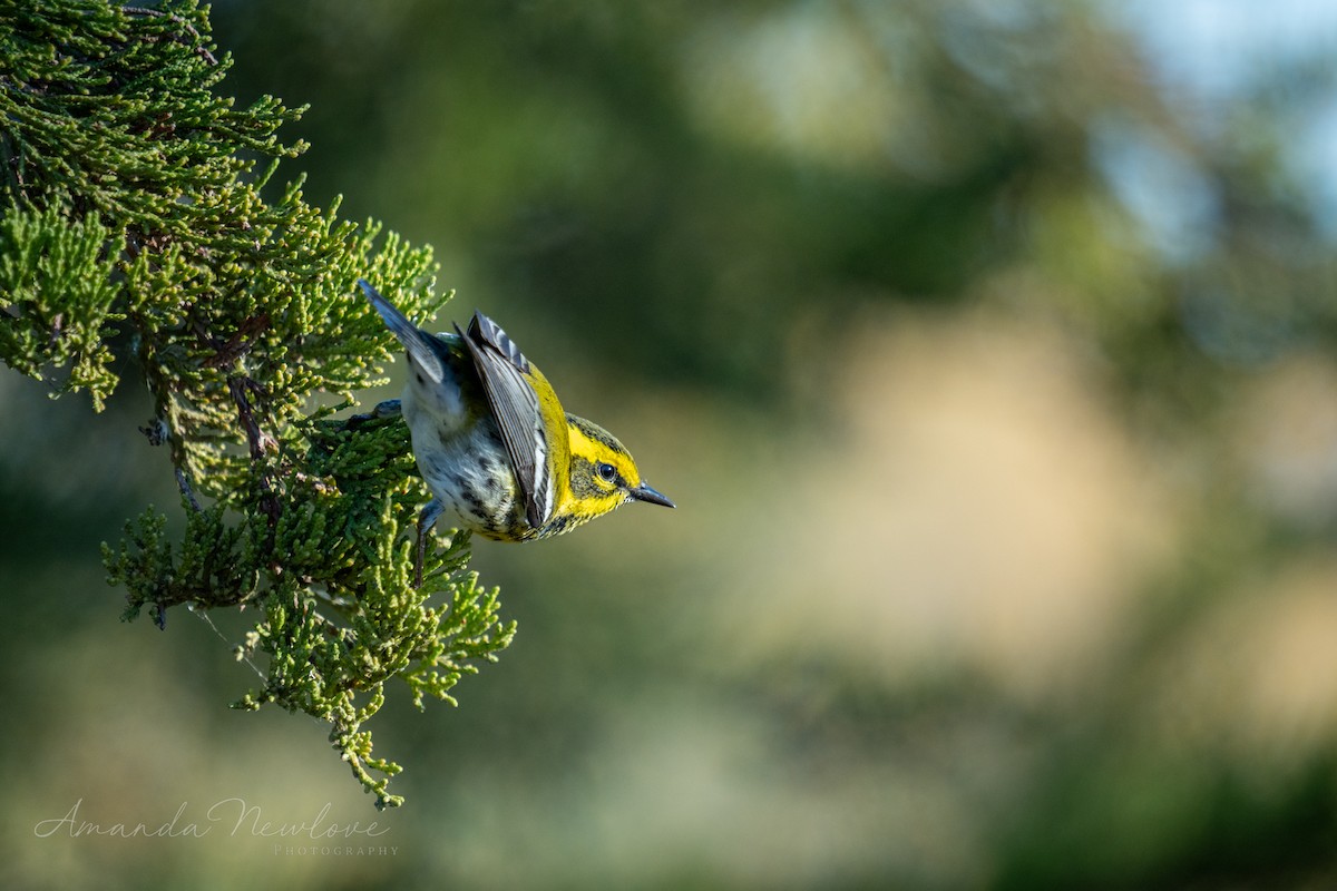 Townsend's Warbler - ML620649153