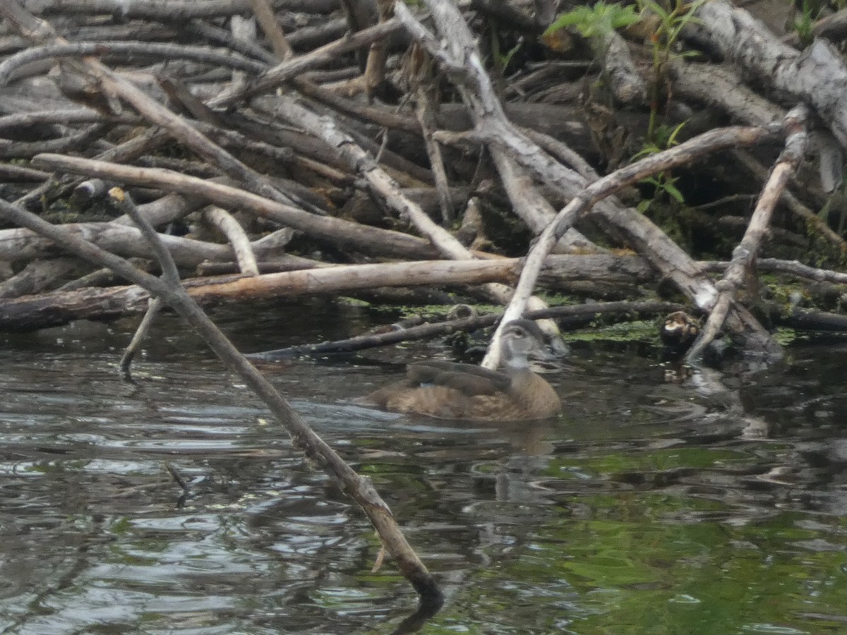 Wood Duck - ML620649156