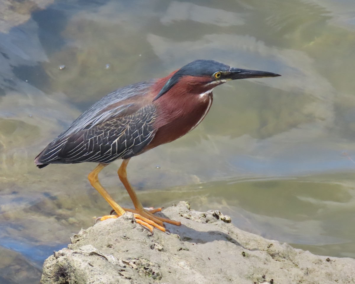 Green Heron - ML620649157