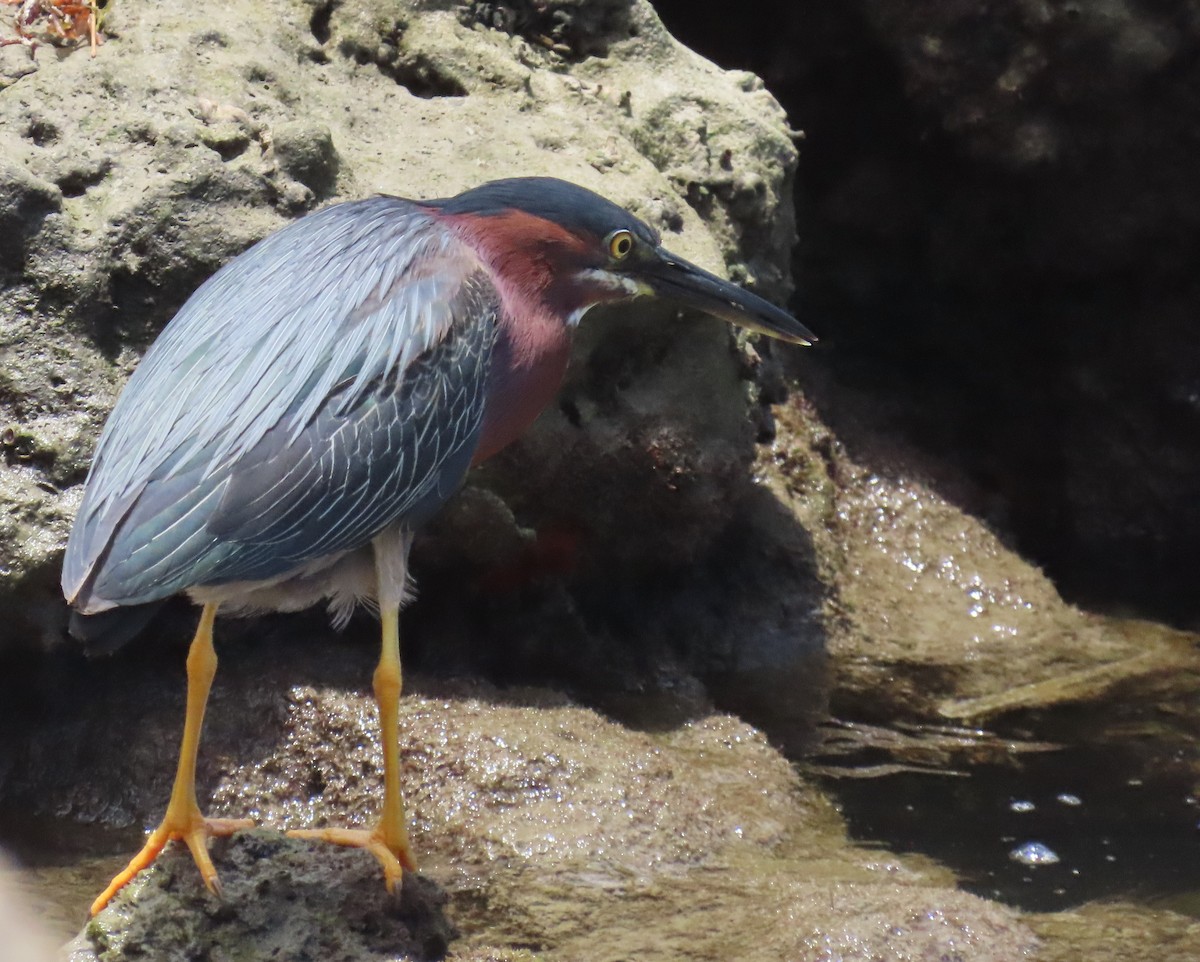 Green Heron - Laurie Witkin