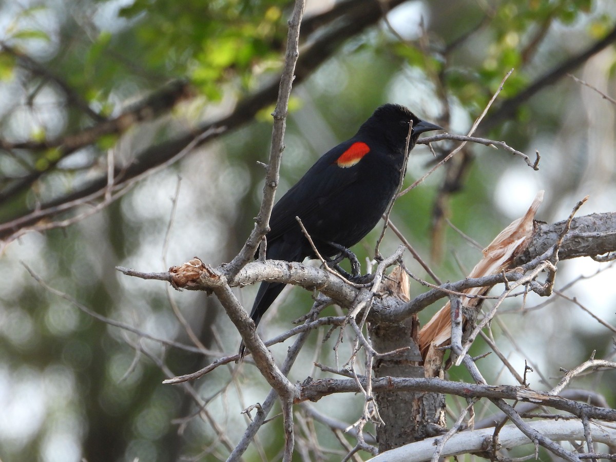 Red-winged Blackbird - ML620649159