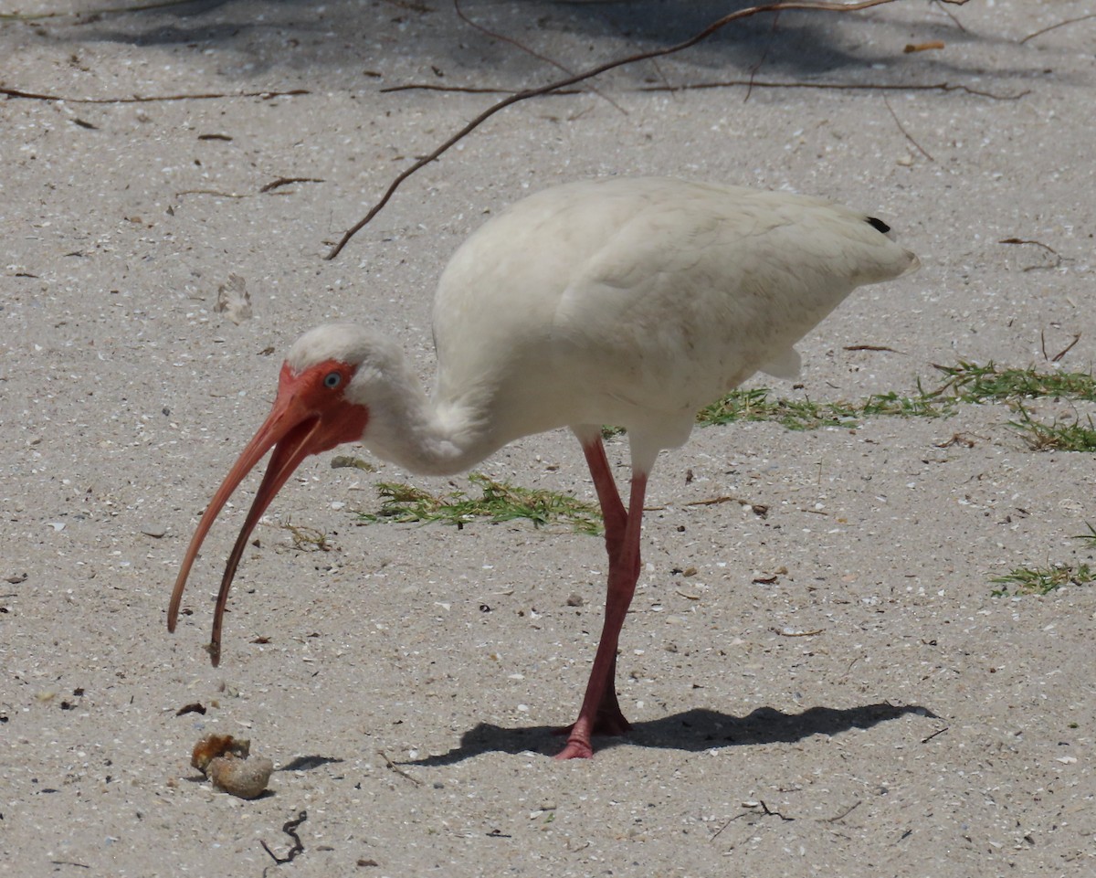 White Ibis - ML620649161