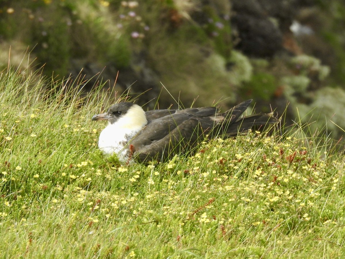 Pomarine Jaeger - ML620649172