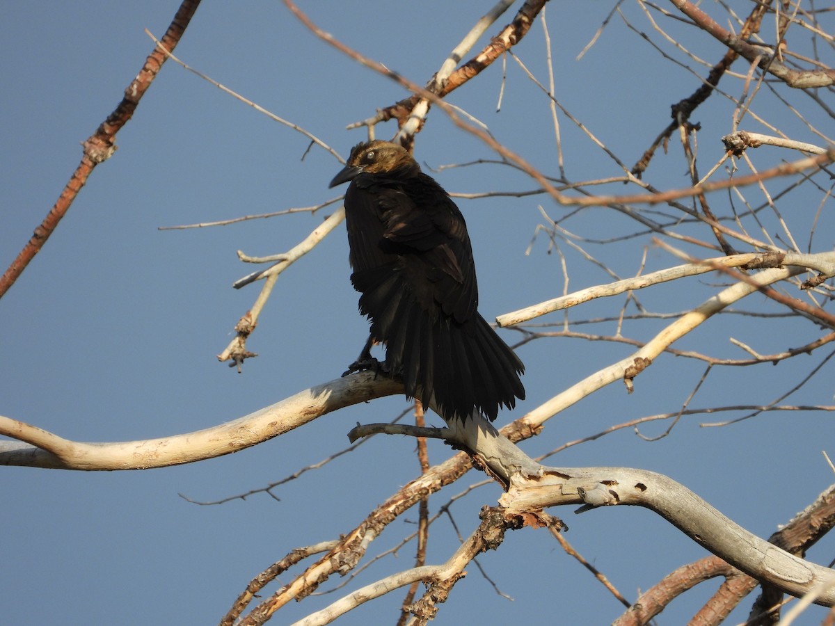 Great-tailed Grackle - ML620649174