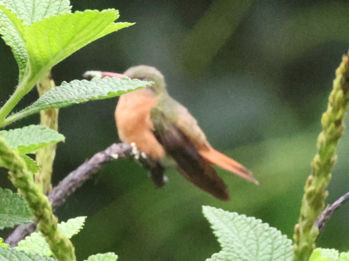 Cinnamon Hummingbird - ML620649175