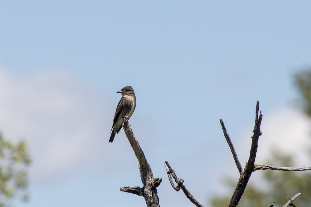 Olive-sided Flycatcher - ML620649188