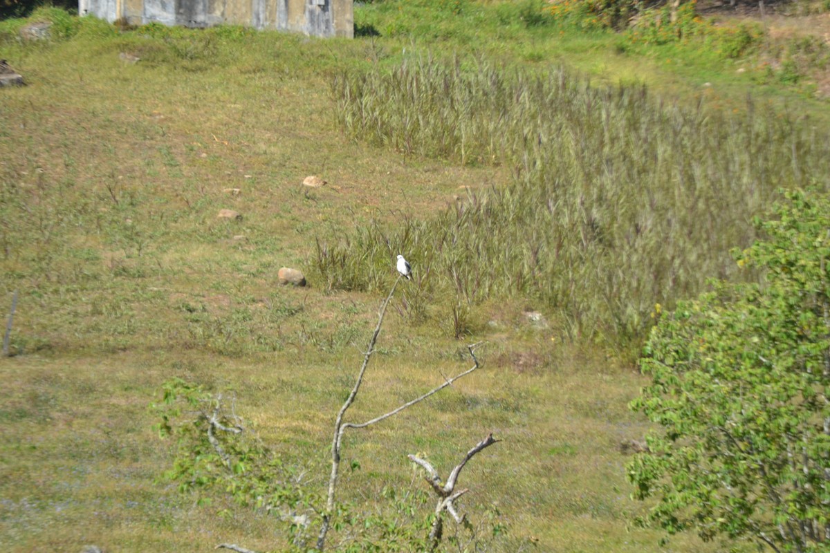 White-tailed Kite - ML620649197