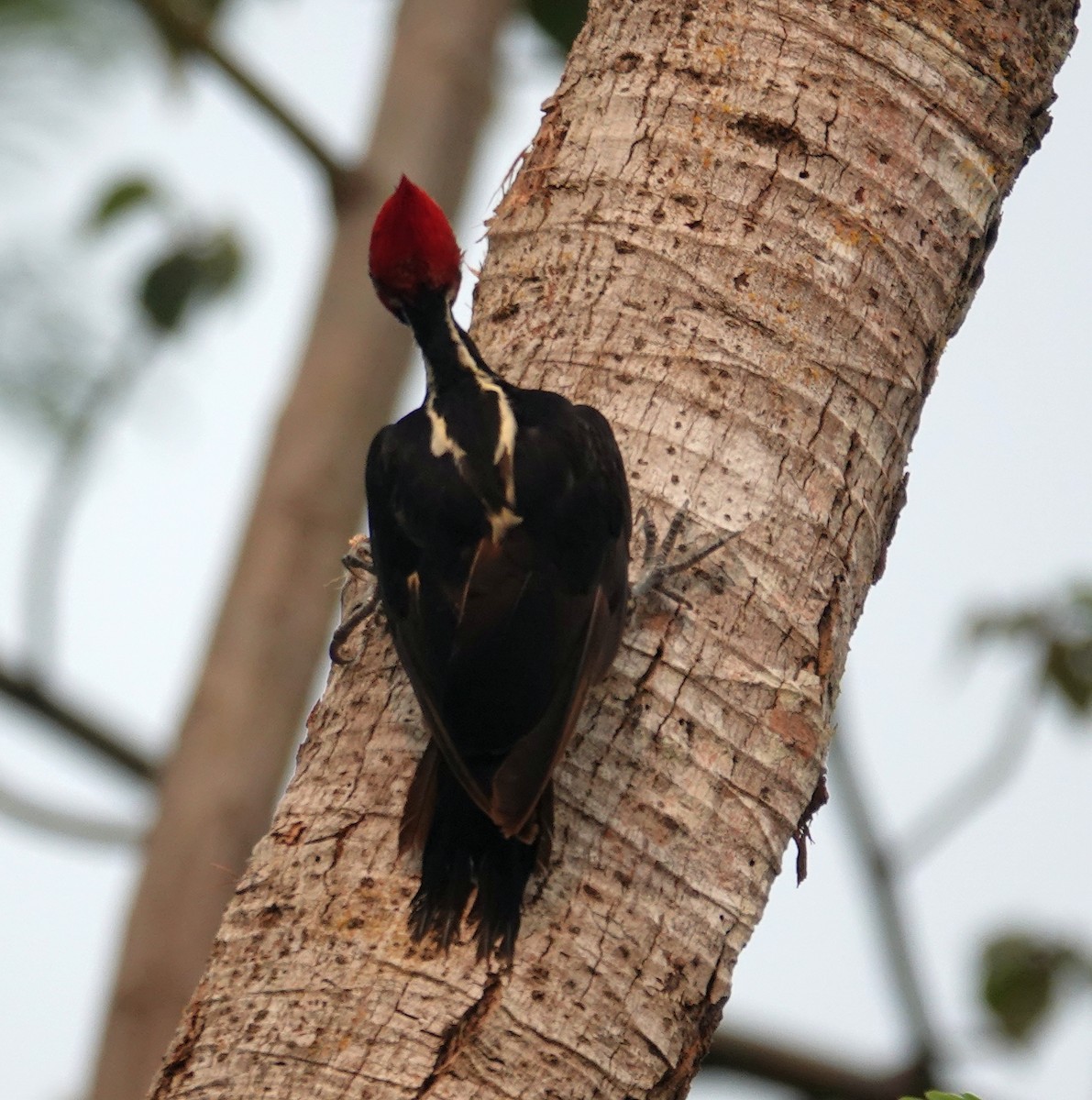 Pale-billed Woodpecker - ML620649200