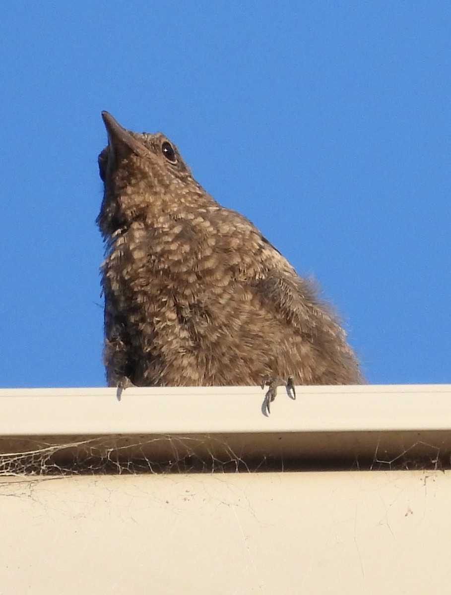 Blue Rock-Thrush - ML620649201