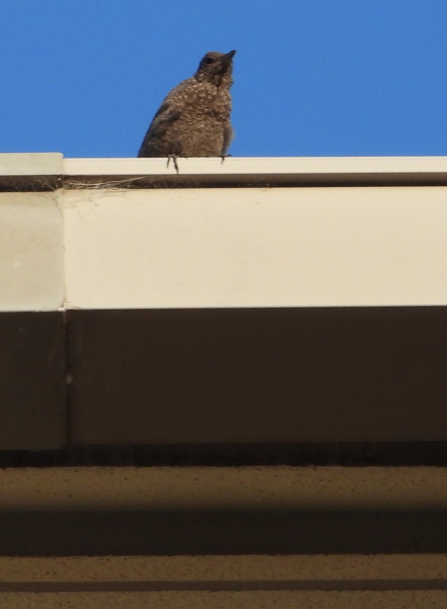 Blue Rock-Thrush - ML620649202