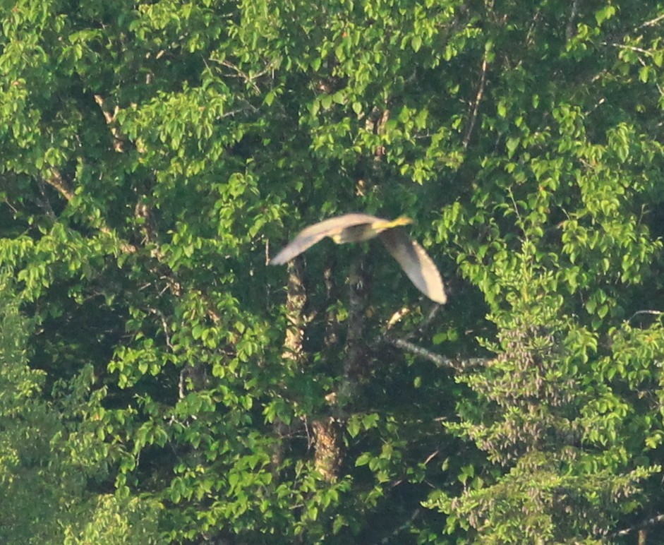 American Bittern - ML620649208