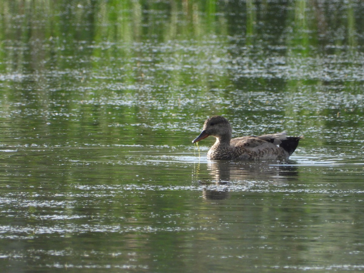 Canard chipeau - ML620649220