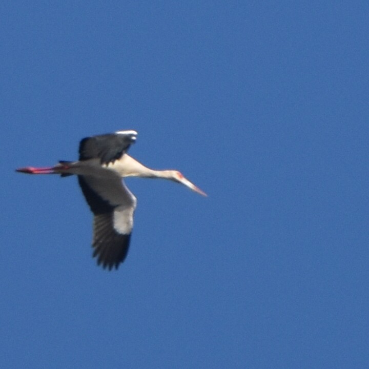 Maguari Stork - ML620649221