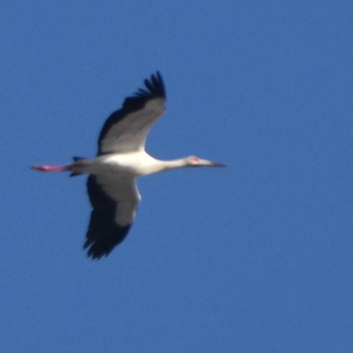 maguaristork - ML620649223