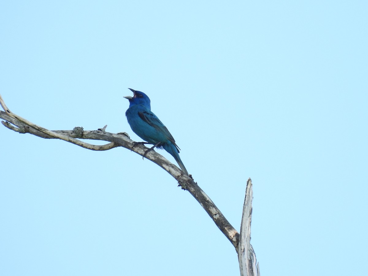 Indigo Bunting - ML620649224