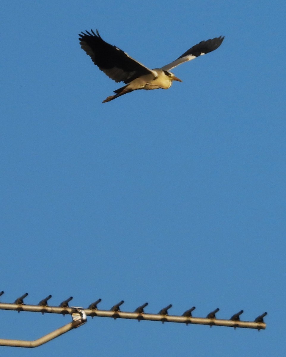 Gray Heron (Gray) - Eric Haskell