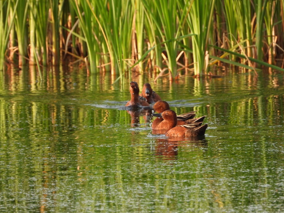 Cinnamon Teal - ML620649229