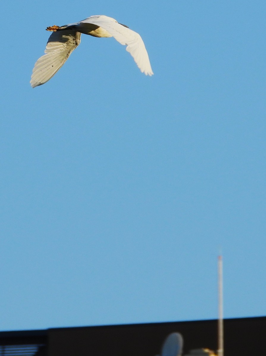 Little Egret - Eric Haskell