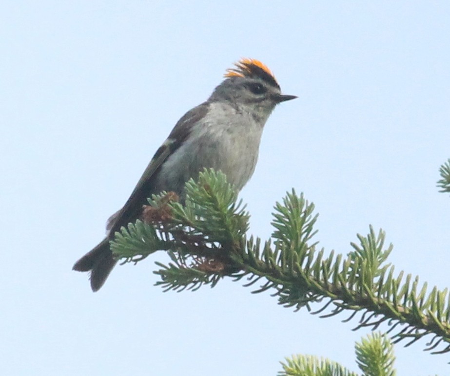 Golden-crowned Kinglet - Hélène Crête