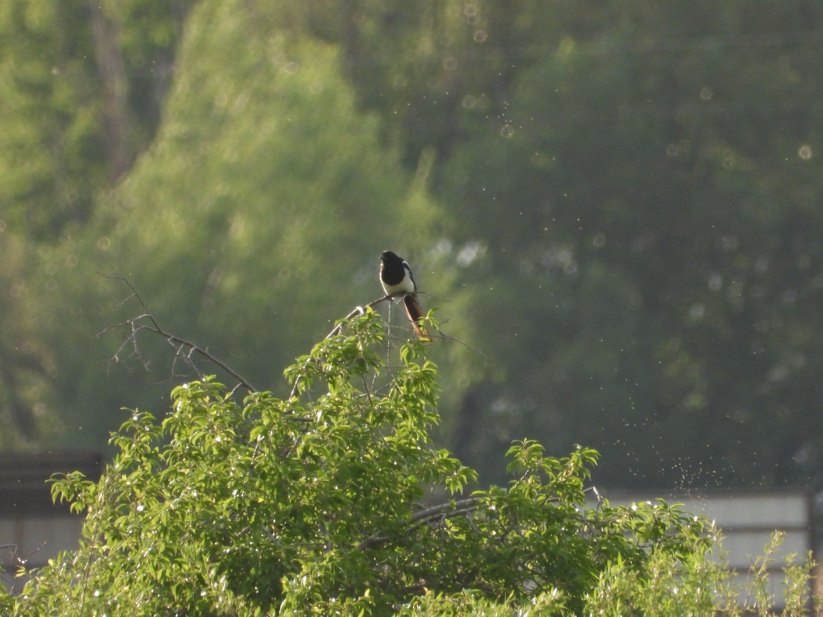 Black-billed Magpie - ML620649236