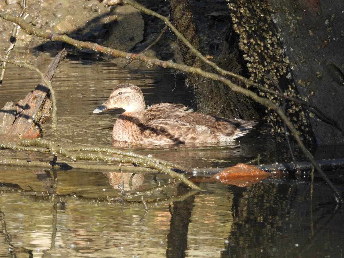 Canard colvert - ML620649239