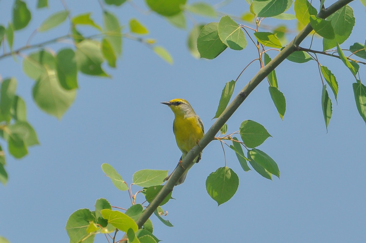 Golden-winged x Blue-winged Warbler (hybrid) - Sam Collins