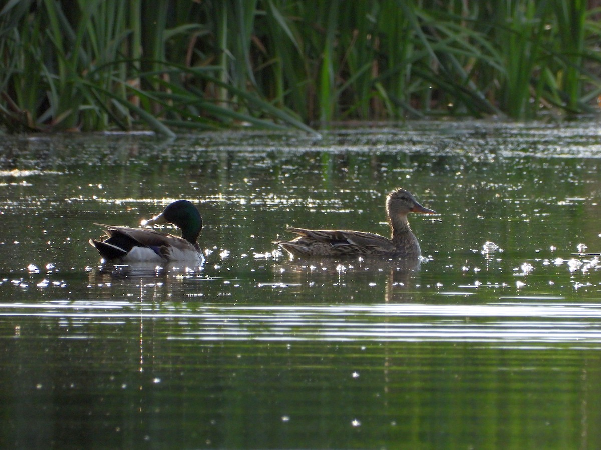 Canard colvert - ML620649246