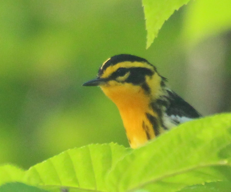 Blackburnian Warbler - ML620649247