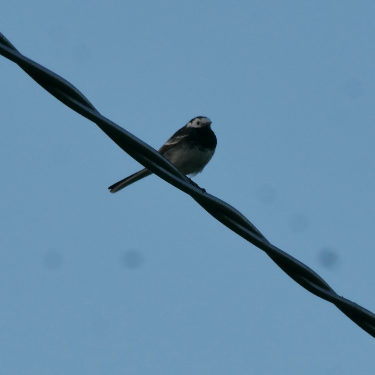 White Wagtail - ML620649249