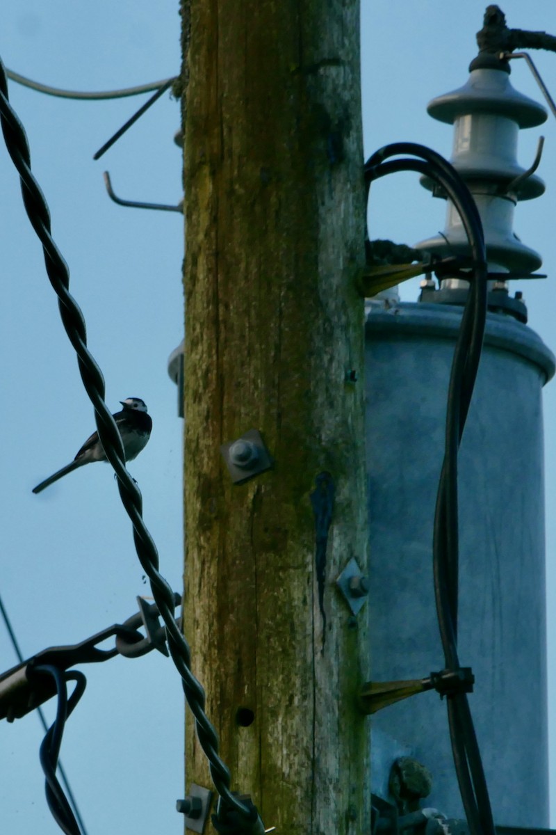 White Wagtail - ML620649250