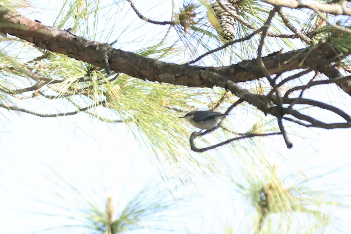 Brown-headed Nuthatch - ML620649251