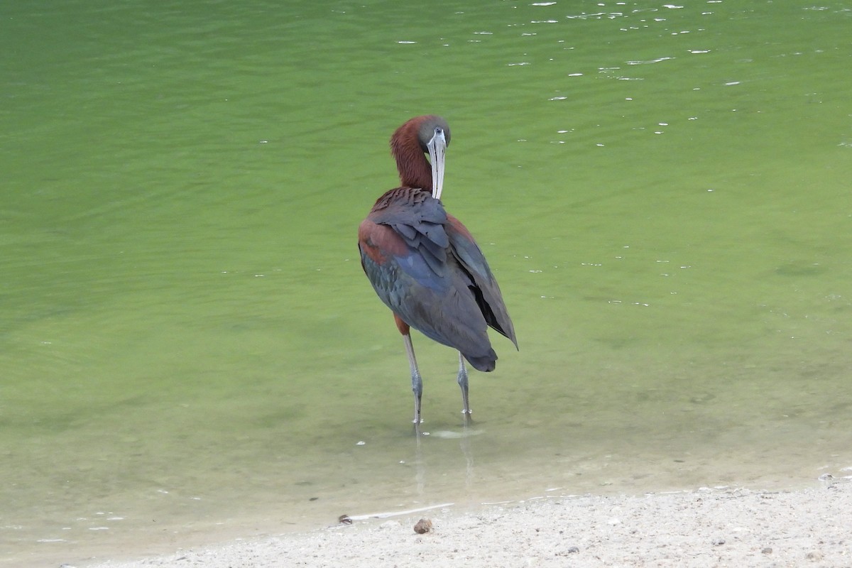 ibis hnědý - ML620649257
